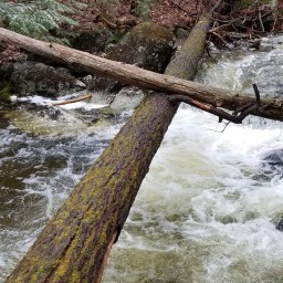 Northeast 115: Donaldson attempt