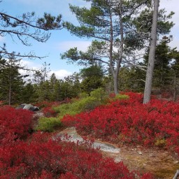 52WAV: Blueberry Mountain