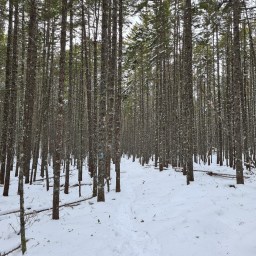 Winter 67: to Daicey Pond