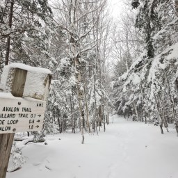 The Grid: Tom, Willey, Field