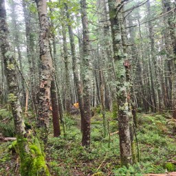 TriWhitePass – August